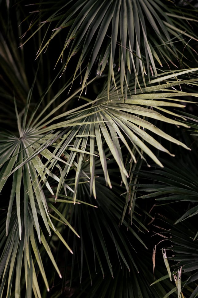 Image tag