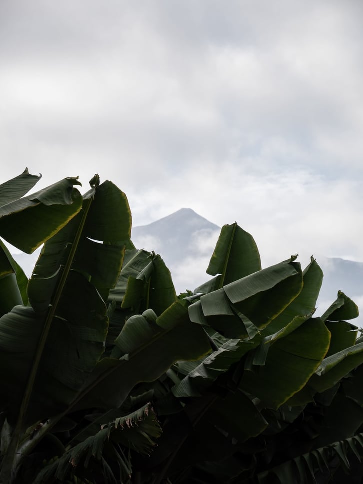 Image tag