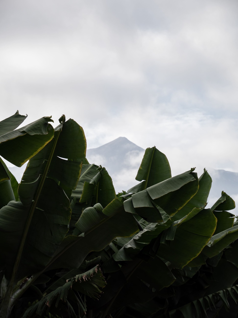Image tag